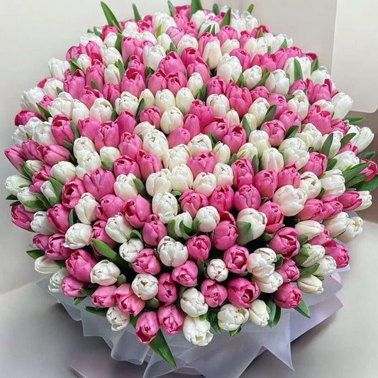 Large bouquet of 200 fresh tulips in pink and white mix – spring flower gift delivery
